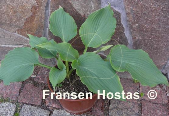 Hosta Grey Piecrust